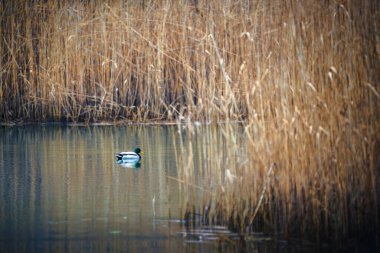 Lago di Cavazzo (Lago dei Tre Comuni) İtalya 'nın Friuli-Venezia Giulia bölgesinde güzel bir doğal göl.