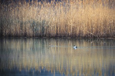 Lago di Cavazzo (Lago dei Tre Comuni) İtalya 'nın Friuli-Venezia Giulia bölgesinde güzel bir doğal göl.