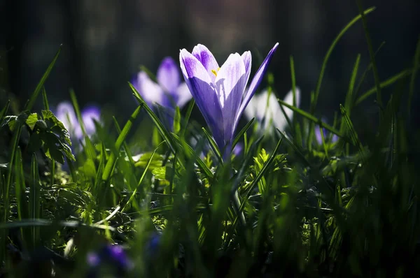 Ormandaki ilk kış çiçekleri. Ormandaki yaprakların arasında güzel çiçekler ve timsahlar