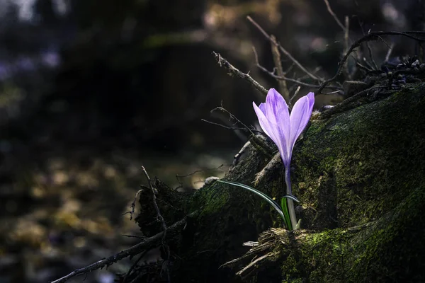 Ormandaki yaprakların arasında ilk kış çiçeğinin güzel manzarasını kapat.