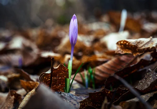 Ormandaki yaprakların arasında ilk kış çiçeğinin güzel manzarasını kapat.