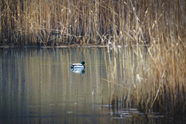 Lago di Cavazzo (Lago dei Tre Comuni) İtalya 'nın Friuli-Venezia Giulia bölgesinde güzel bir doğal göl.