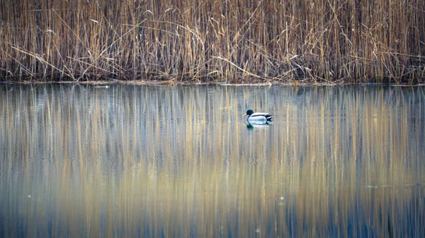Lago di Cavazzo (Lago dei Tre Comuni) İtalya 'nın Friuli-Venezia Giulia bölgesinde güzel bir doğal göl.