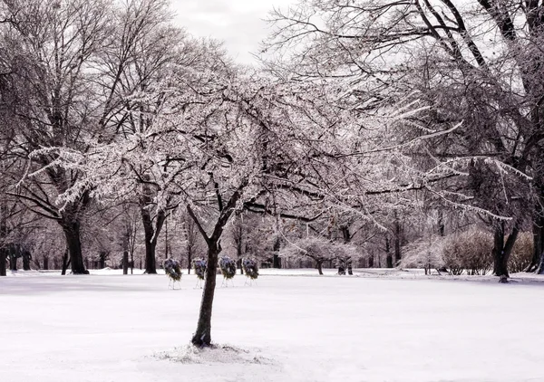 Paesaggio dell'albero ghiacciato — Foto Stock