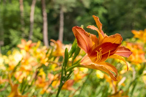 Orange Tiger Lily Garden — Stock Photo, Image