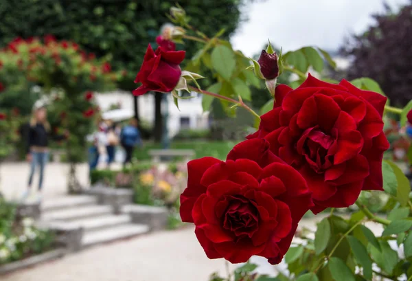 Perfect Red Roses in Public Garden — Stock Photo, Image