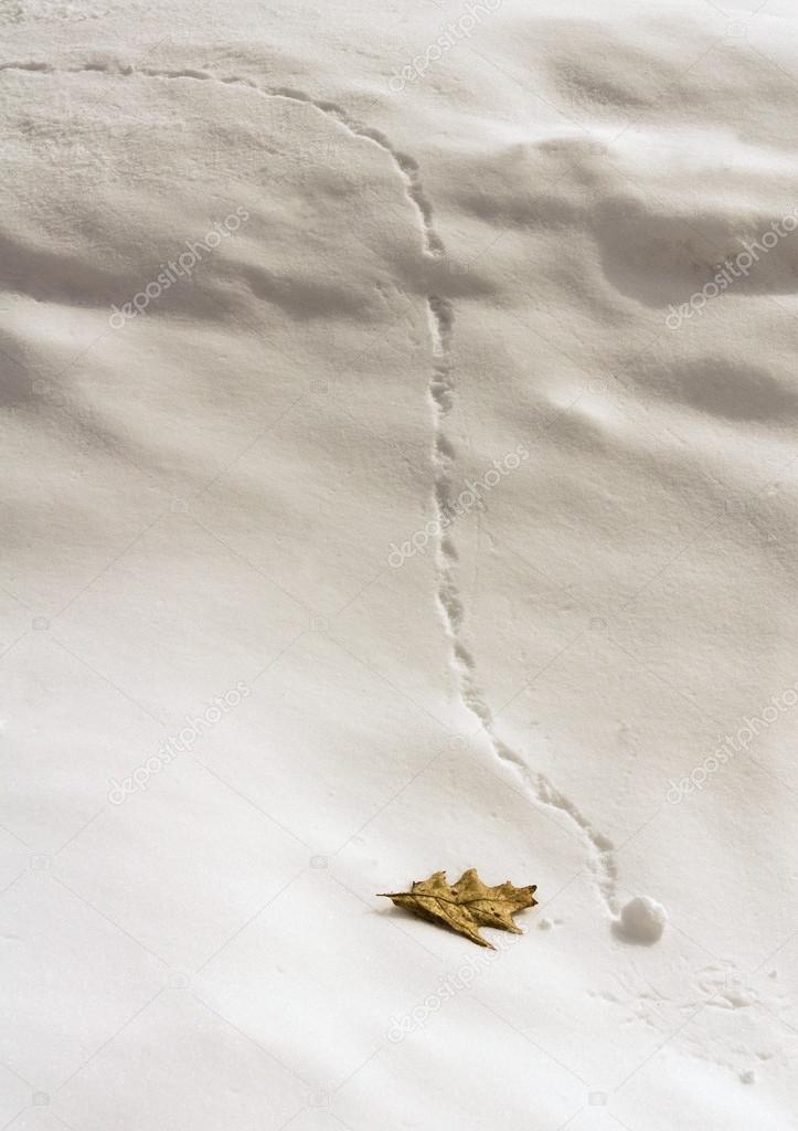 Tiny Snowball on Snowy Slope