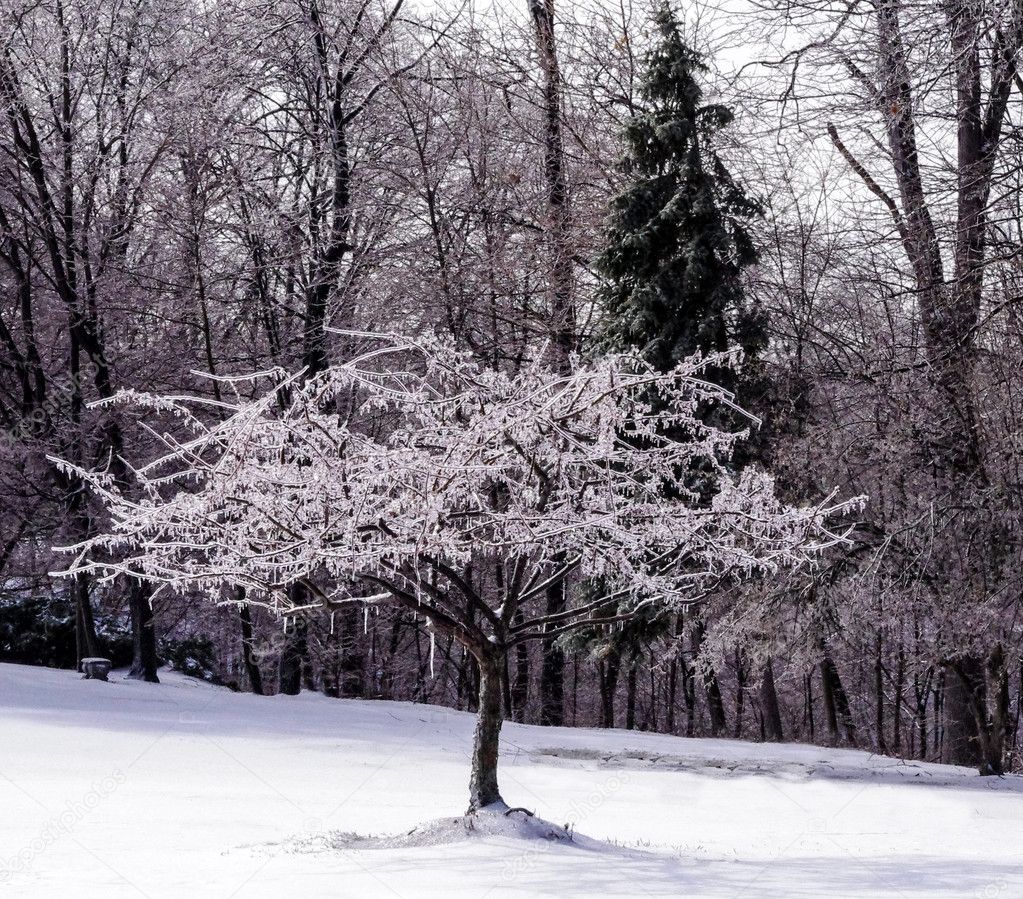 Wintry Landscape With Icy Tree