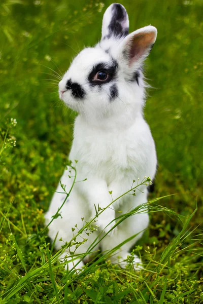 Kaninchen — Stockfoto