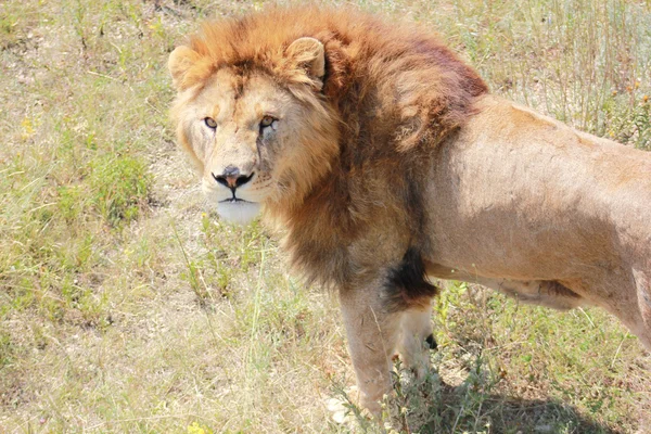 vahşi hayvanlar çekim