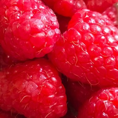 ripe raspberries red berries fresh and sweet raspberries background