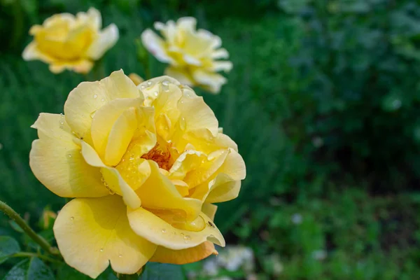 Een Gele Roos Gegeven Zonder Reden Het Perfecte Geschenk — Stockfoto