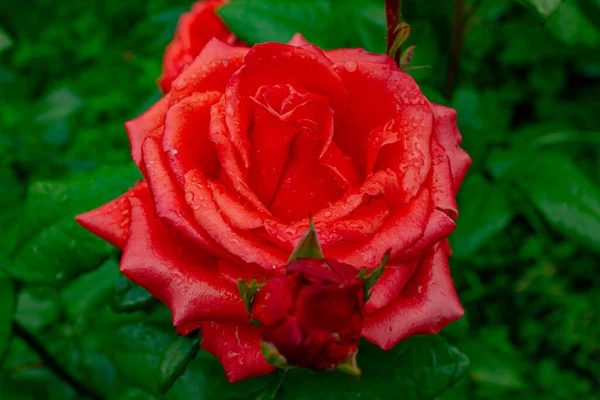 バラの花は愛の象徴でありセックスではありません — ストック写真