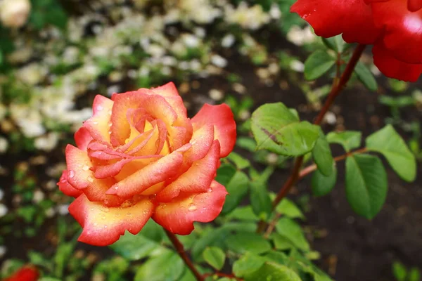 Τριαντάφυλλο Είναι Σύμβολο Αγάπης Όχι Σεξ — Φωτογραφία Αρχείου