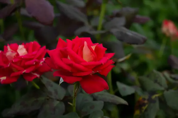 Rozenbloem Een Symbool Van Liefde Niet Van Seks — Stockfoto