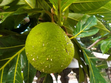 Home Yard 'da küçük ve yeşil yetişen ekmek meyvesi