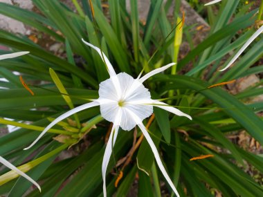 Güzel Çiçekli Örümcek Lily Ev Bahçesinde