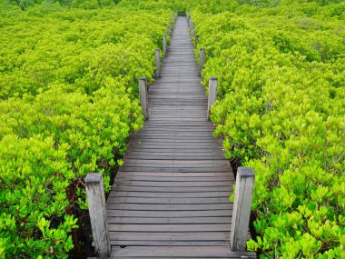 Uzun, ahşap bir köprü Taze yeşil bir çalıyla çevrili