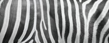 Uzun bir zebra derisi.