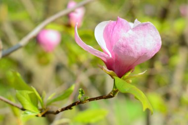 Çiçeği ağaç doğa arka plan üzerinde / bahar çiçekleri/bahar arka plan. Makro bulanıklık ve yumuşak odak ile