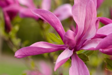 Manolya çiçek. Güzel çiçek açması Manolya ağacında bahar zamanı. Yumuşak odak ve bulanıklık doğal çiçek arka plan.