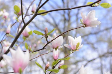 Manolya yakın kadar bir bulanıklık yeşil çimenlerin üzerinde çiçekler ve arka plan bırakır. Yumuşak odak ve bulanıklık doğal çiçek arka plan.