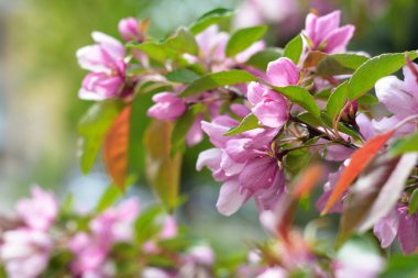 elma ağacı çiçek bahar başında