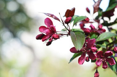 Bahar çiçekleri. Bahar arka plan