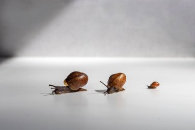 Bir salyangoz ailesi beyaz bir masada emekliyor. Anne, baba ve bebek. Kahverengi kabuklu ve antenli salyangozlar.