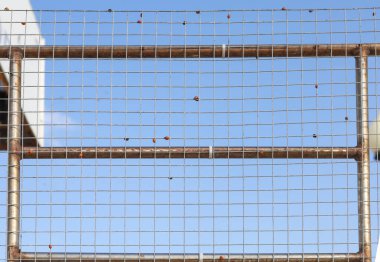 Uğur böcekleri Rusya 'nın güneyini istila etti. Metal ağ ve siyah noktalı kırmızı böcekler. Bir yerde bir sürü uğur böceği var..