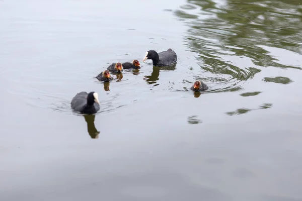 Eine Ente und Entchen schwimmen im See. Schwarzer Vogel und ihre Babys im Wasser. Vögel in ihrem natürlichen Lebensraum. — Stockfoto