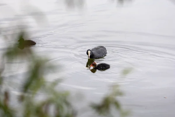 Eine Ente und Entchen schwimmen im See. Eine Entenfamilie. Wellen auf dem Wasser durch die Bewegung der Vögel. — Stockfoto