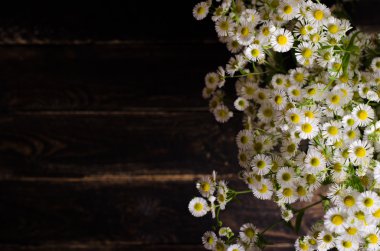 Taze chamomiles çiçek kahverengi ahşap zemin üzerinde. Metniniz için boş alan.