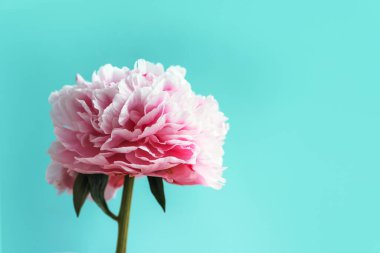 Düğün, doğum günü, yıldönümü buketi. Mavi arka planda pembe şakayık çiçeği. Uzayı kopyala Renkli pastel çiçekli kompozisyon. Kadınlar günü, anneler günü. Şakayık çiçekleri..