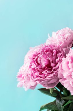 Mavi arka planda pembe şakayık çiçeği. Uzayı kopyala Çiçek kompozisyonu. Düğün, doğum günü, yıldönümü buketi. Kadınlar günü, anneler günü. Şakayık çiçekleri..