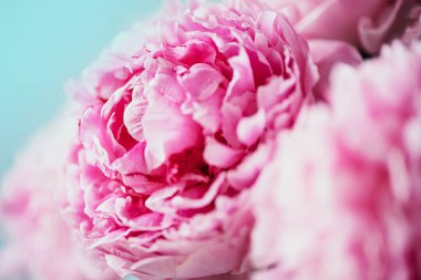 Düğün, doğum günü, yıldönümü buketi. Mavi arka planda pembe şakayık çiçeği. Uzayı kopyala Renkli pastel çiçekli kompozisyon. Kadınlar günü, anneler günü. Şakayık çiçekleri..