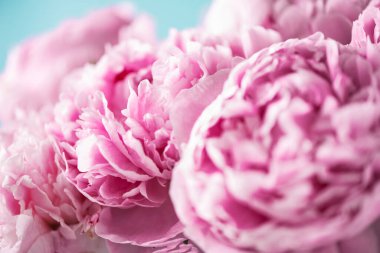 Mavi arka planda pembe şakayık çiçeği. Uzayı kopyala Çiçek kompozisyonu. Düğün, doğum günü, yıldönümü buketi. Kadınlar günü, anneler günü. Şakayık çiçekleri..