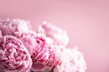 Pastel arka planda pembe şakayık çiçeği. Uzayı kopyala Çiçek kompozisyonu. Düğün, doğum günü, yıldönümü buketi. Kadınlar günü, anneler günü. Şakayık çiçekleri..