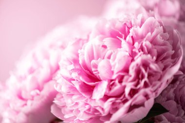 Düğün, doğum günü, yıldönümü buketi. Pastel arka planda pembe şakayık çiçeği. Uzayı kopyala Renkli pastel çiçekli kompozisyon. Kadınlar günü, anneler günü. Şakayık çiçekleri..