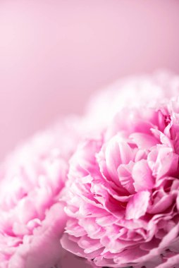 Pastel arka planda pembe şakayık çiçeği. Uzayı kopyala Çiçek kompozisyonu. Düğün, doğum günü, yıldönümü buketi. Kadınlar günü, anneler günü. Şakayık çiçekleri..