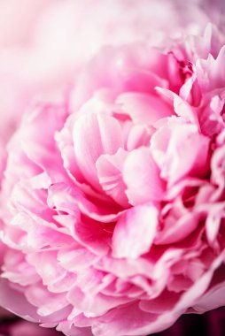 Düğün, doğum günü, yıldönümü buketi. Pastel arka planda pembe şakayık çiçeği. Uzayı kopyala Renkli pastel çiçekli kompozisyon. Kadınlar günü, anneler günü. Şakayık çiçekleri..