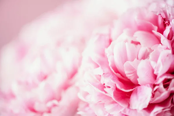 Boda Cumpleaños Ramo Aniversario Flor Peonía Rosa Sobre Fondo Pastel — Foto de Stock