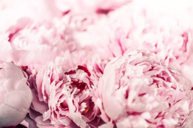 Pastel arka planda pembe şakayık çiçeği. Uzayı kopyala Çiçek kompozisyonu. Düğün, doğum günü, yıldönümü buketi. Kadınlar günü, anneler günü. Şakayık çiçekleri..