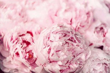 Düğün, doğum günü, yıldönümü buketi. Pastel arka planda pembe şakayık çiçeği. Uzayı kopyala Renkli pastel çiçekli kompozisyon. Kadınlar günü, anneler günü. Şakayık çiçekleri..