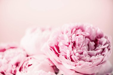 Pastel arka planda pembe şakayık çiçeği. Uzayı kopyala Çiçek kompozisyonu. Düğün, doğum günü, yıldönümü buketi. Kadınlar günü, anneler günü. Şakayık çiçekleri..