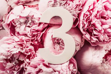 Yaratıcı düzen. Pembe şakayık çiçekleri ve üç haneli rakamlar. Doğum günü tebrik kartı. Yıldönümü konsepti. Üst Manzara. Uzayı kopyala Çiçek arkaplanının üzerinde zarif beyaz bir rakam. Sayısal rakam