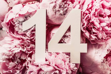Yaratıcı düzen. Şakayık çiçekleri, on dört numara. Üzerinde 14 yazan doğum günü tebrik kartı. Yıldönümü konsepti. Üst Manzara. Uzayı kopyala Çiçek arka planında şık beyaz bir rakam. Sayısal rakam.