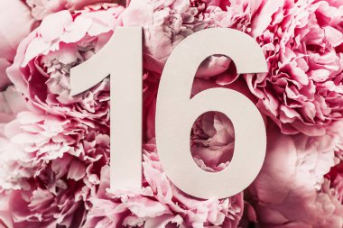 Yaratıcı düzen. Şakayık çiçekleri, 16 haneli rakamlar. Doğum günü tebrik kartı ve 16. yazı. Yıldönümü konsepti. Üst Manzara. Uzayı kopyala Çiçek arka planında şık beyaz bir rakam. Sayısal rakam.