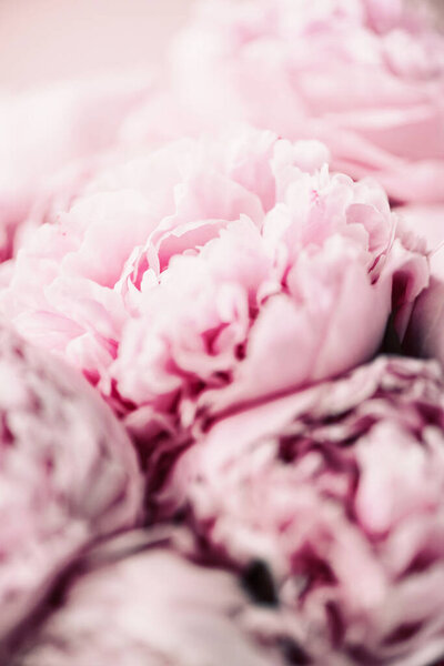 Wedding Birthday Anniversary Bouquet Pink Peony Flower Pastel Background Copy — Stock Photo, Image