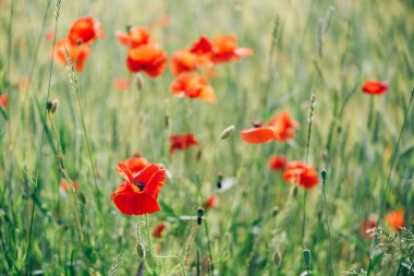 Parlak kırmızı gelincik çiçekleri tarlası. Yaz zamanı. Kopya alanı olan bir arkaplan. Çiçekli gelincikler bahçesi. Renkli çayır.